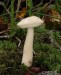 kozák bílý (Houby), Leccinum holopus (Fungi)